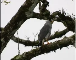 gray hawk - asturina nitida