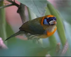 barbet