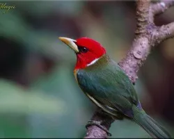 barbet cabecirojo macho 