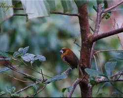prong billed barbet- semnornuis franzii