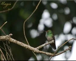 colibri