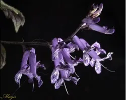 flor