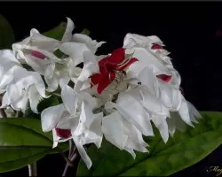flor2