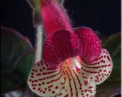 flor 3