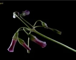 flor
