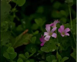 flor