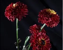 flor2