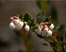 flora del Irazu