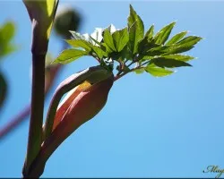 flora del Irazu