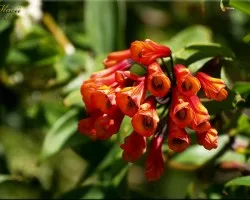 flora del Irazu