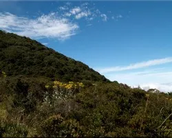flora del Irazu