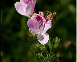 flora del Irazu