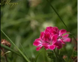 flora del Irazu