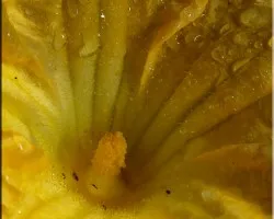 amarillo