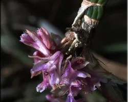 mini orquidea