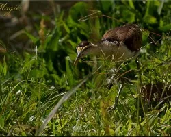 Jacana  - jacana espinosa