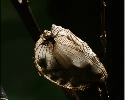 platanilla (semillas)