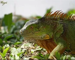 iguana