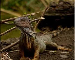iguana