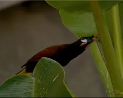 Psarocolius montezuma