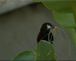 Psarocolius montezuma