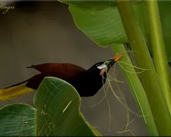 Psarocolius montezuma