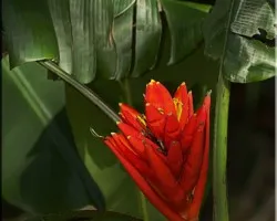 antorcha