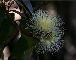 manzana de agua (creo)