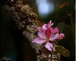 flor