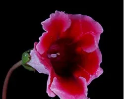 gloxinia