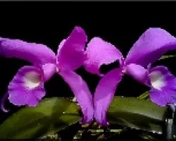 guaria morada