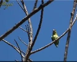 Perico