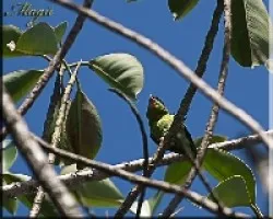 Perico