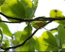 yellow warbler  - dendroica petechia