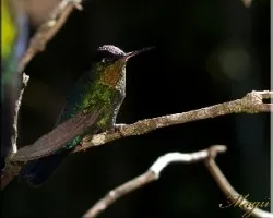 Garganta de fuego