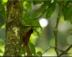 Margarornis rubiginosus