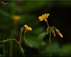 flores