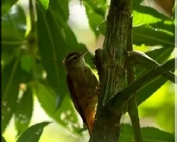 Margarornis rubiginosus