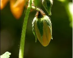 flor