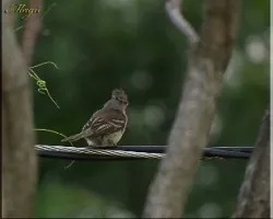 espalda