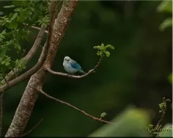 viuda