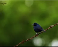 azulito