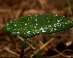 gotas de lluvia