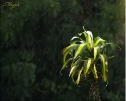 bajo la lluvia