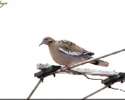 tbird
