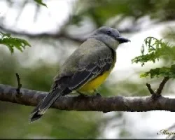 Tyrannus melancholicus