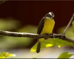 Myiozetetes similis