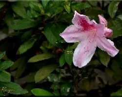 flor
