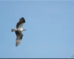 Pandion haliaetus