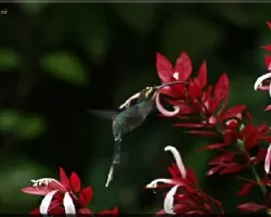 Phaethornis guy